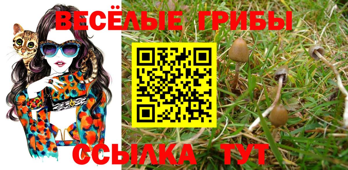 Галлюциногенные грибы Psilocybe Джанкой